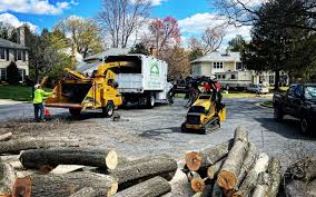 How Our Tree Care Process Works  in  Brooklyn, WI