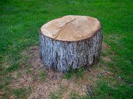 Best Root Management and Removal  in Brooklyn, WI