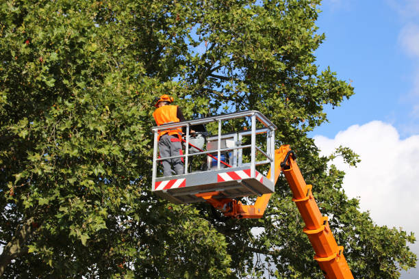 Best Tree Disease Treatment  in Brooklyn, WI
